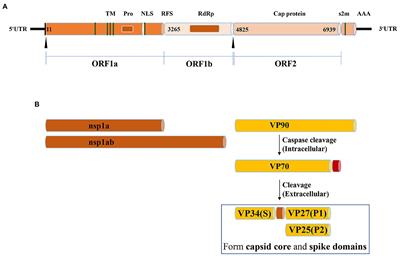 Infection and innate immune mechanism of goose astrovirus